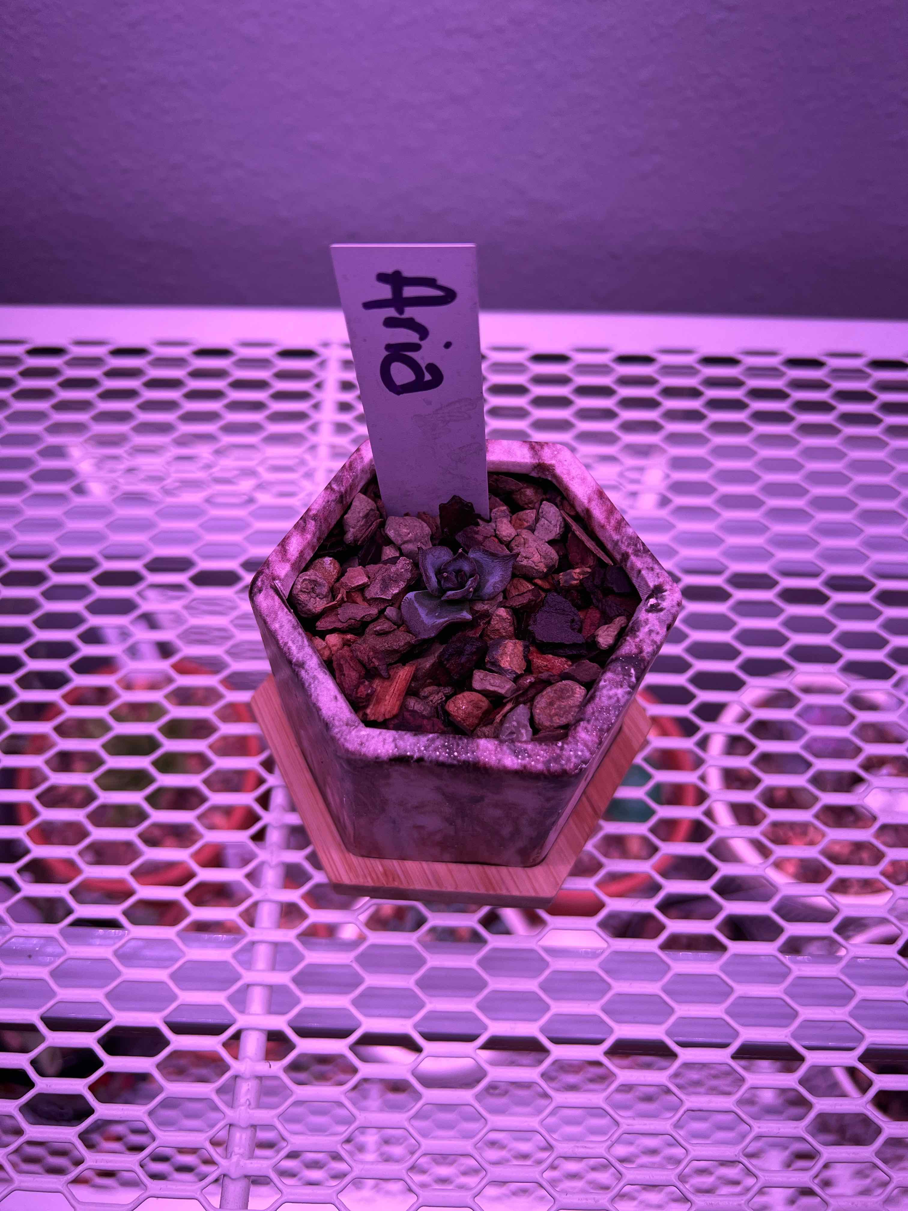 Echeveria 'Blue Prince' plant in a hexagonal pot with a label under artificial lighting.