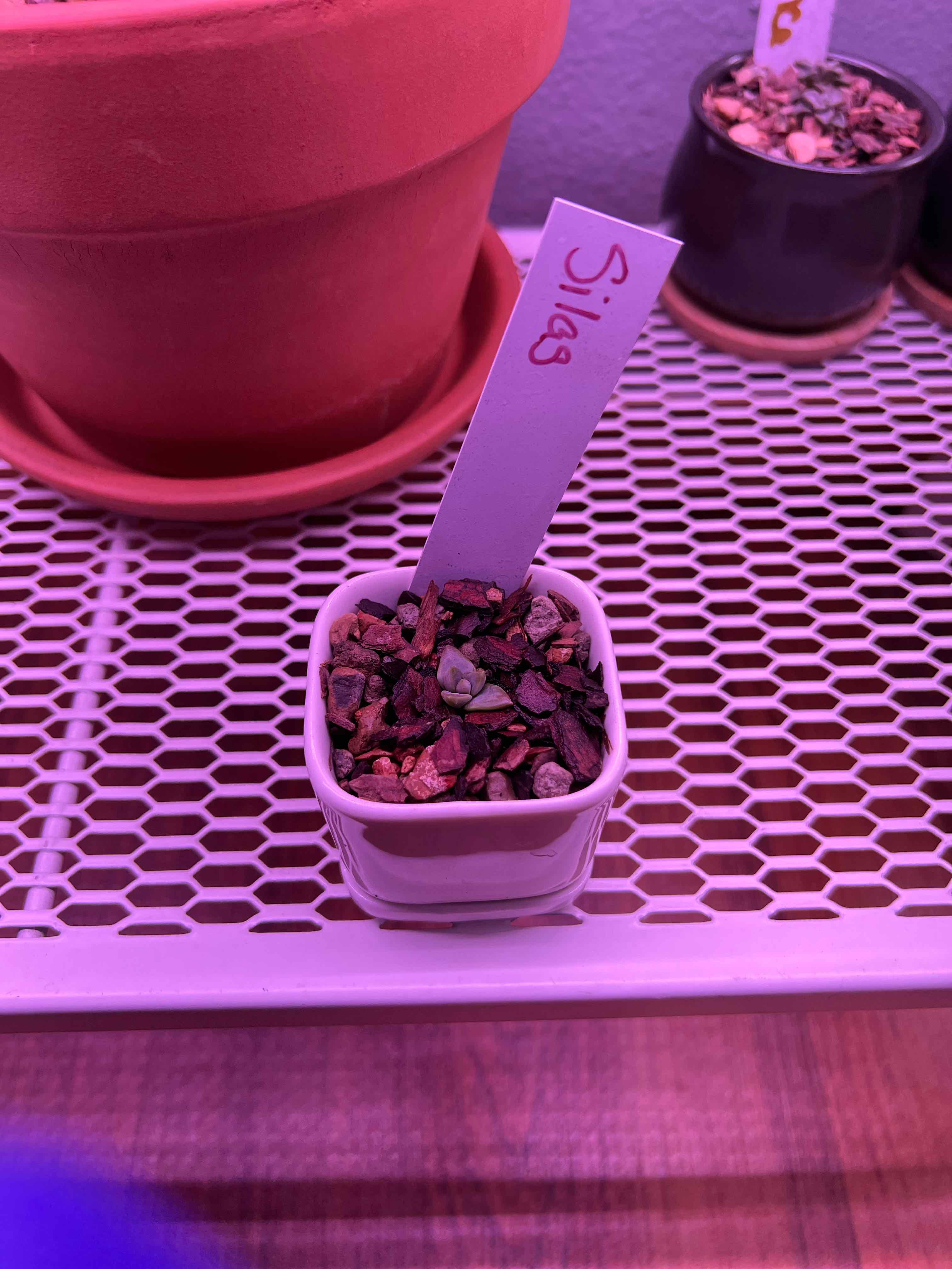 Small potted Graptosedum 'California Sunset' labeled 'Silas' with rocky soil.