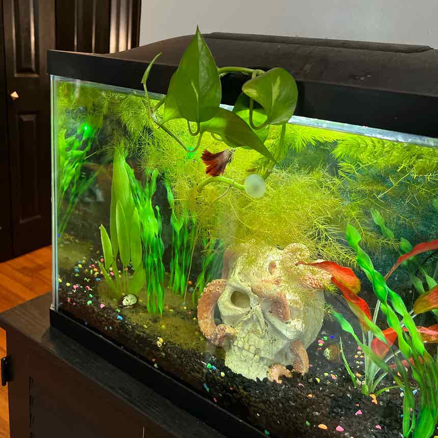 00 Fish Tank Pothos  A plant by @ahendersonn on Greg