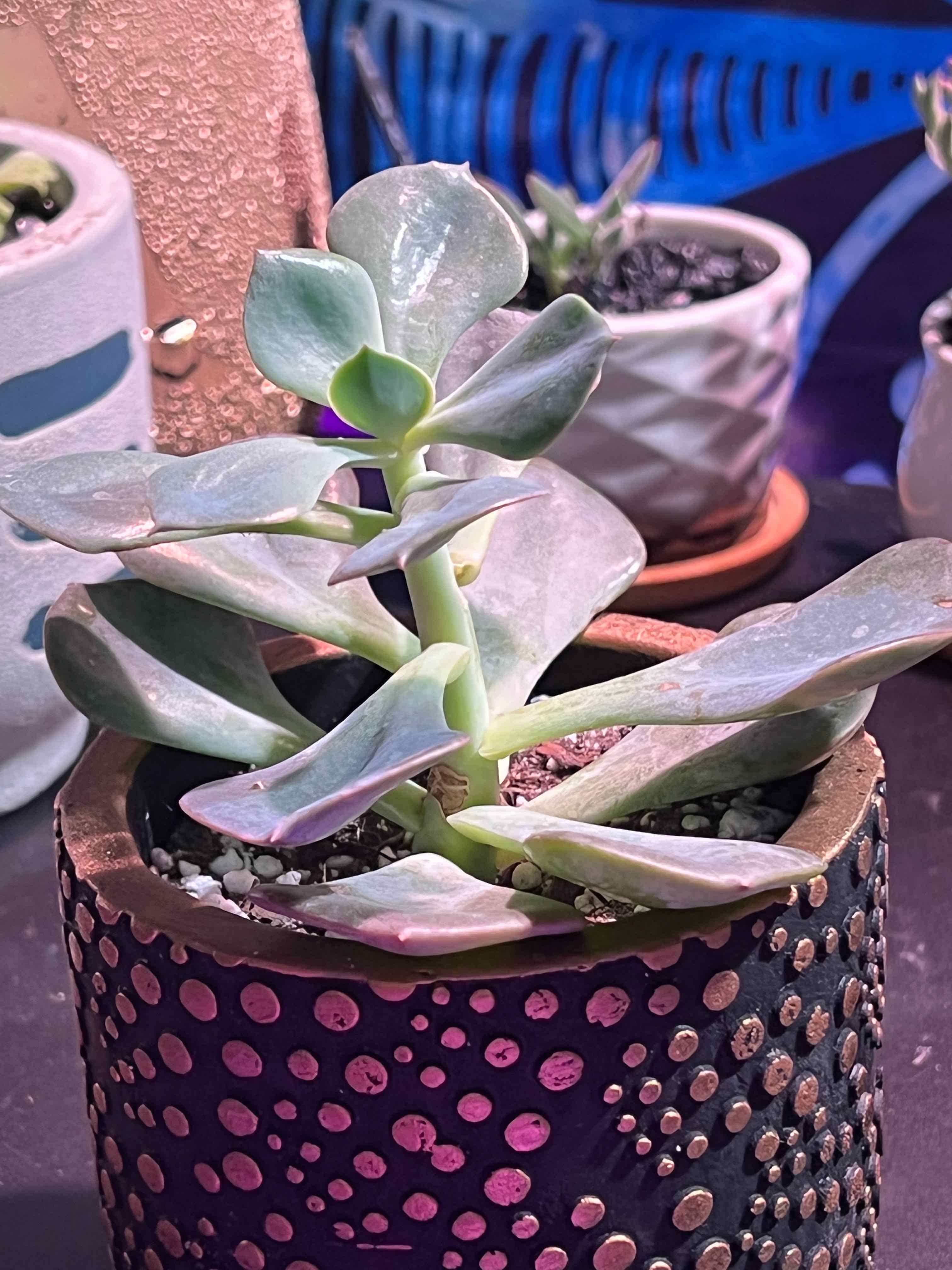 Echeveria 'Dusty Rose' succulent in a decorative pot with healthy leaves.