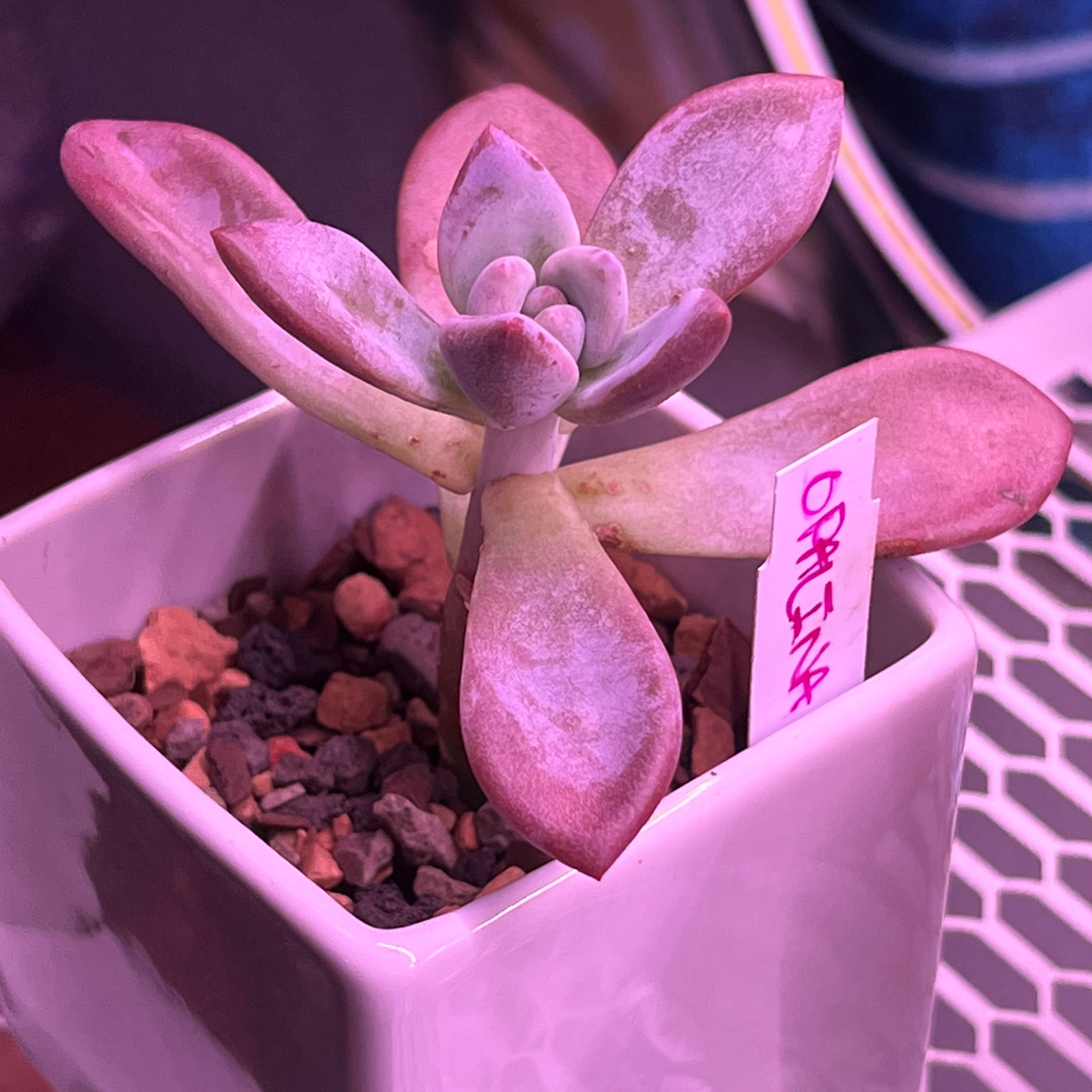 Graptoveria 'Opalina' succulent in a square pot with rocky soil and a label.