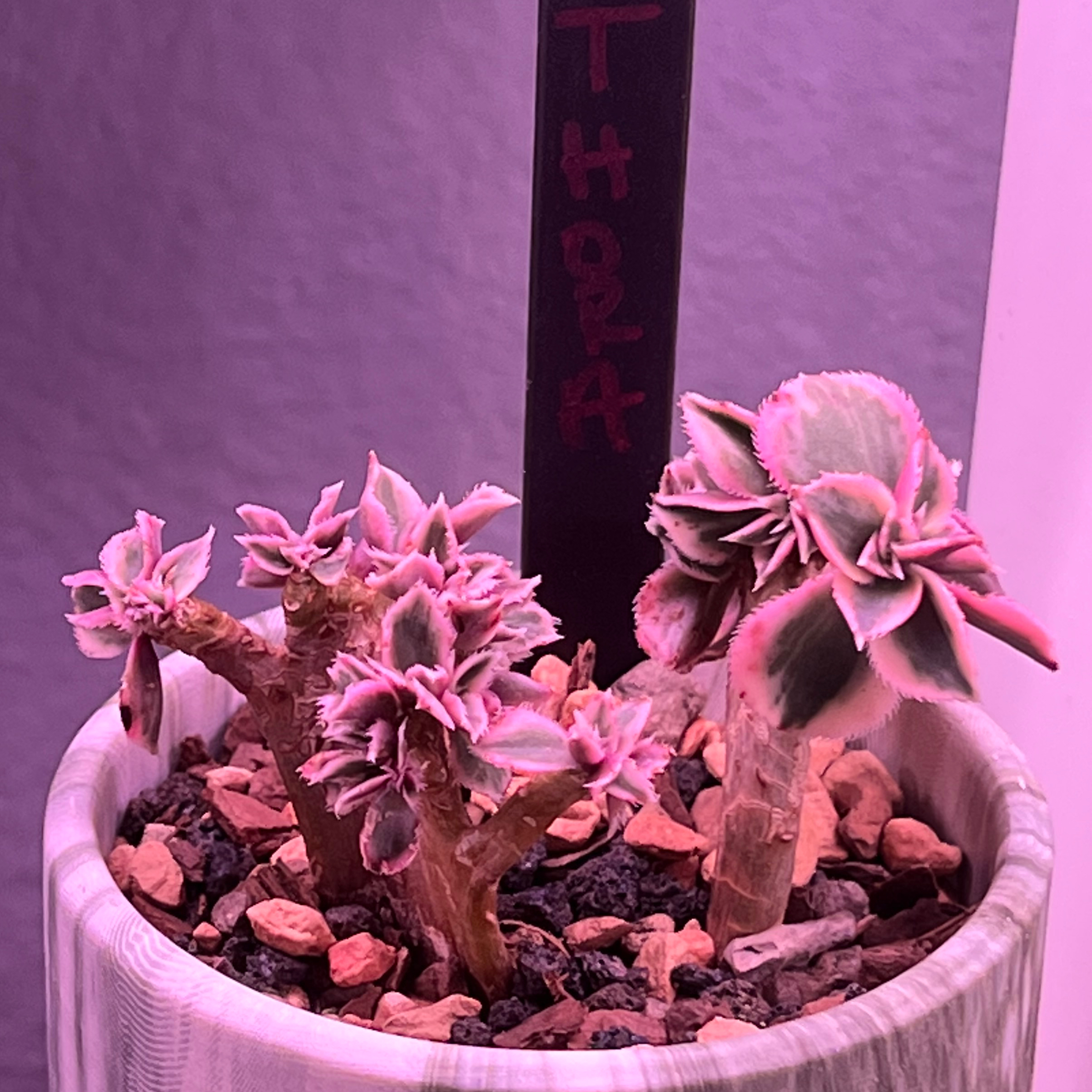 Aeonium 'Sunburst' plant in a pot with visible soil and some browning leaves.