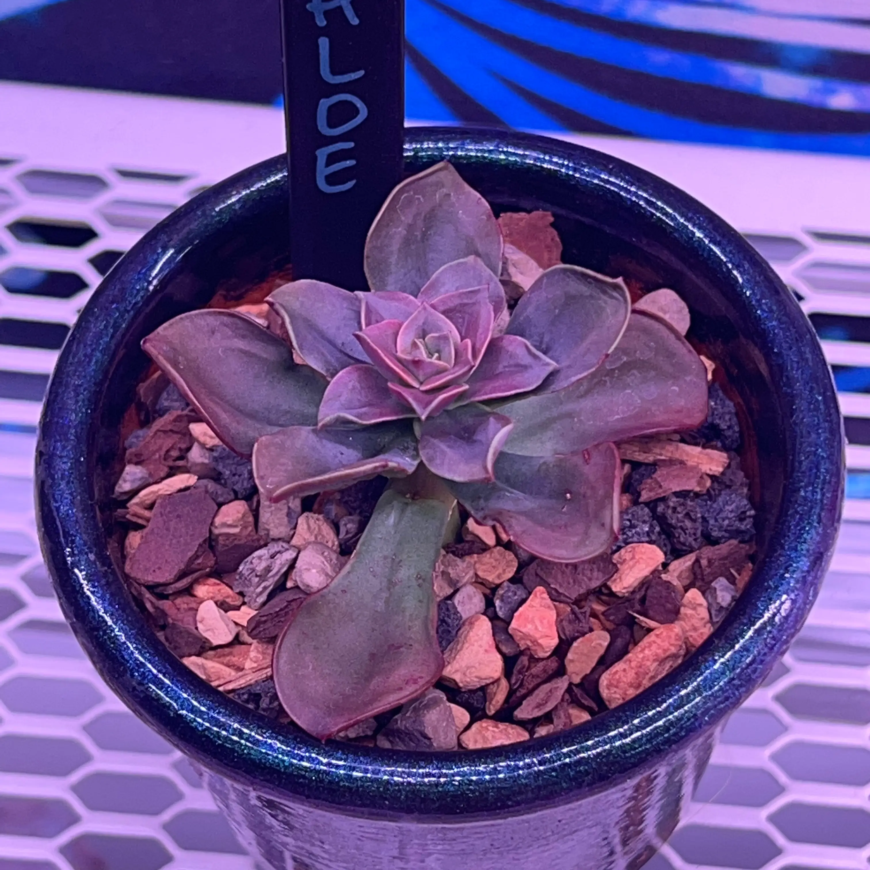 Potted Echeveria 'Chroma' succulent in good health with visible soil.
