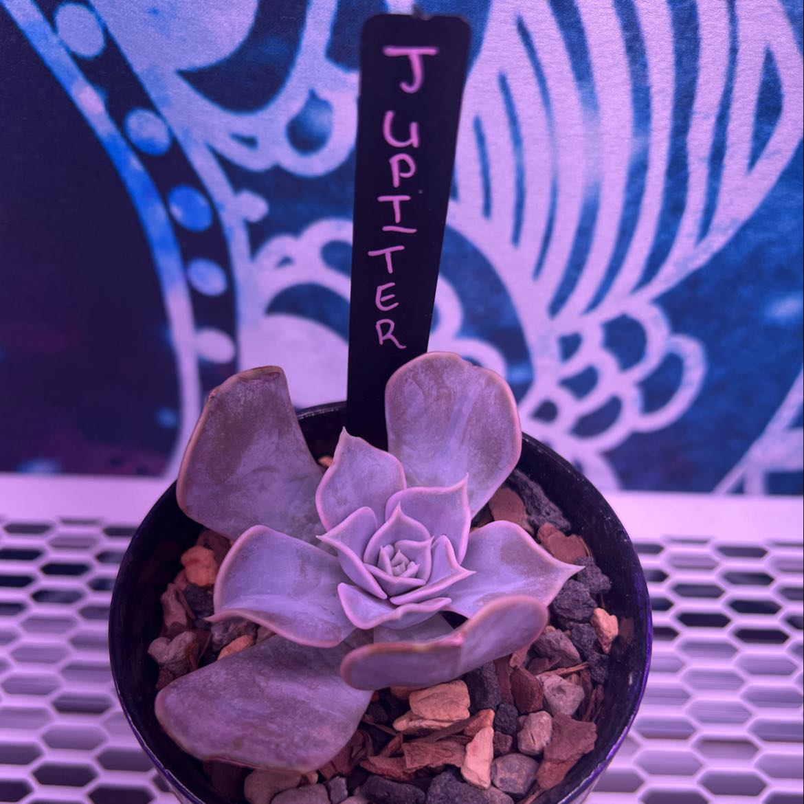 Potted Ghost Echeveria plant labeled 'Jupiter' with decorative background.