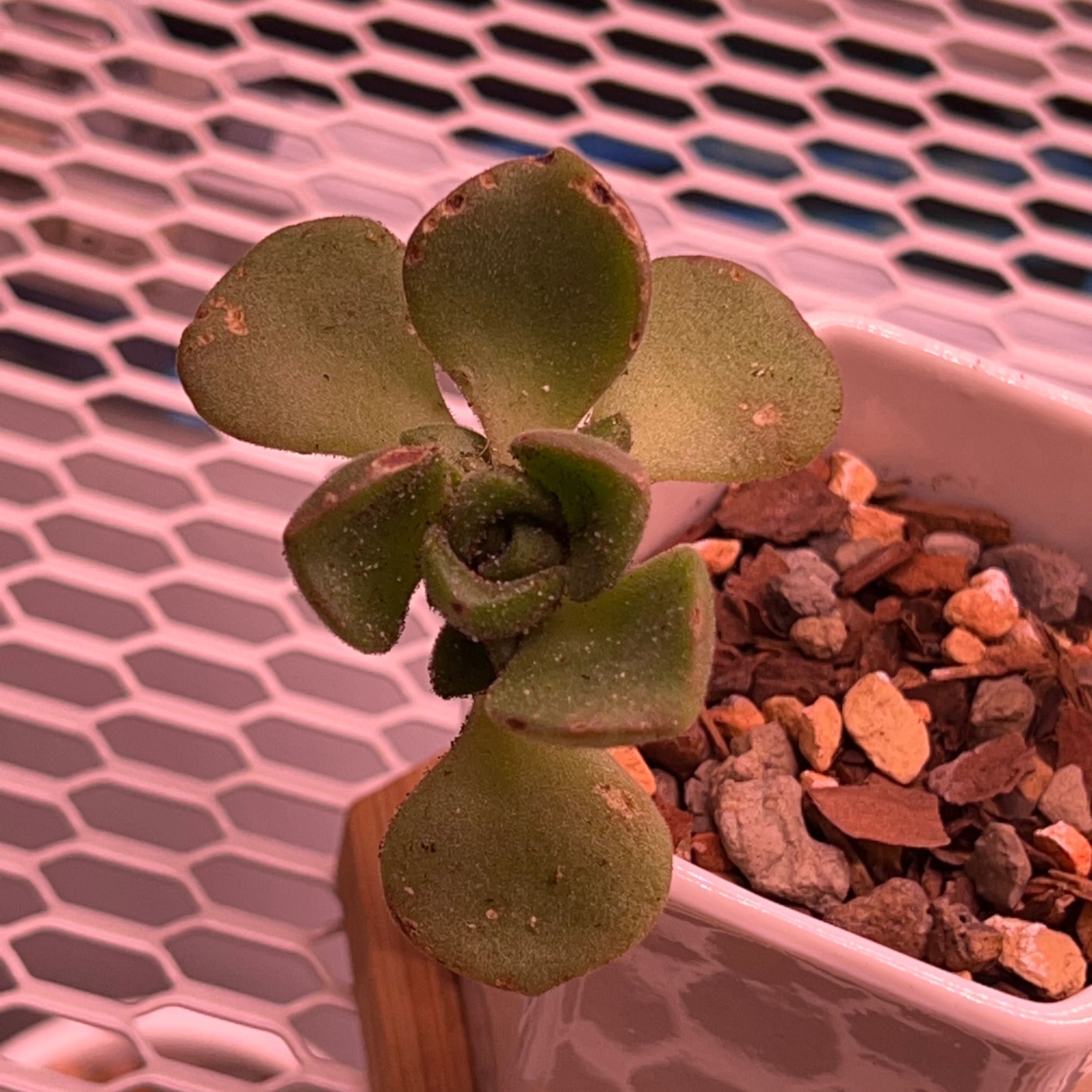 Aeonium 'Lily Pad' succulent in a pot with visible soil and some browning on leaf edges.