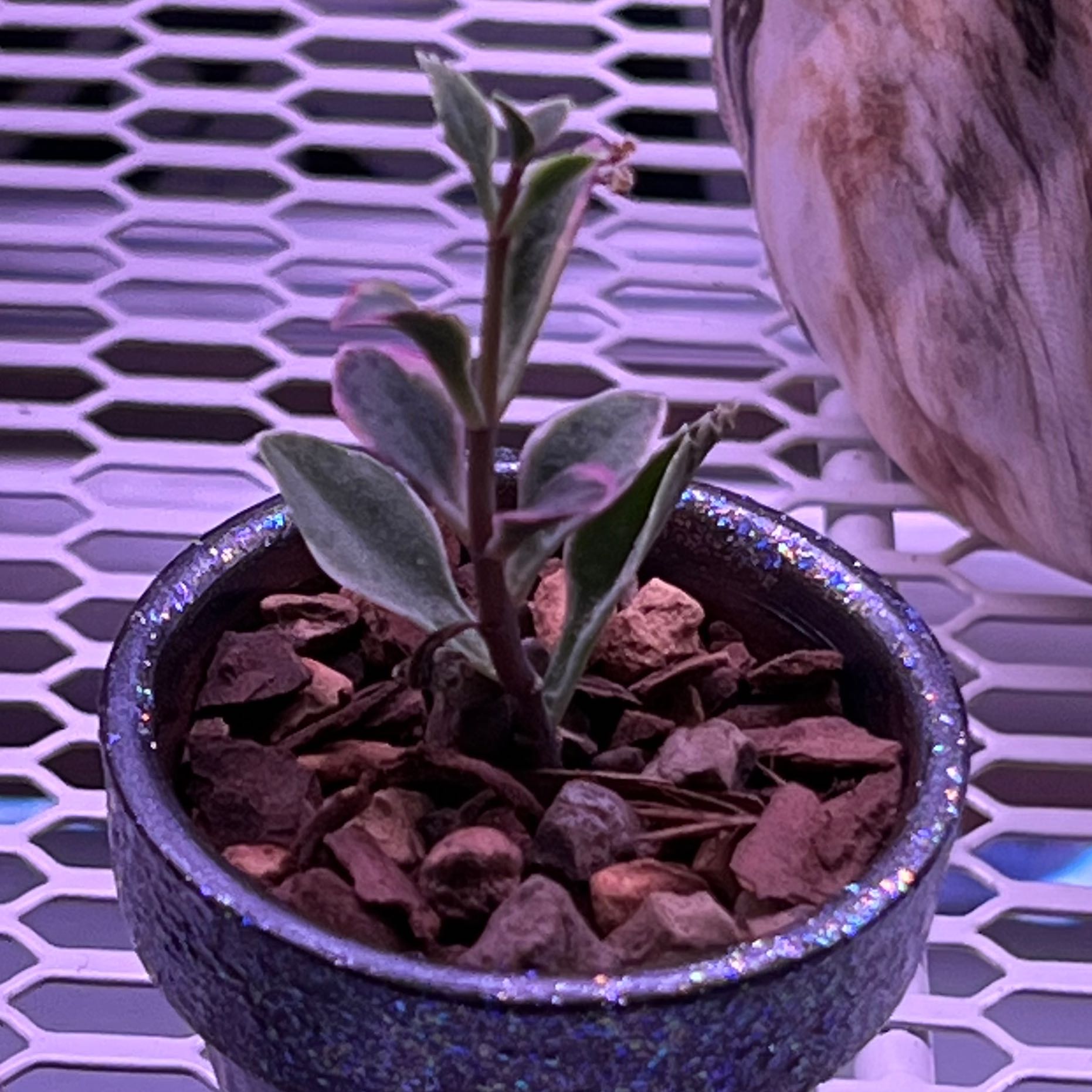 Kalanchoe 'Pink Butterflies' plant in a pot with rocky soil, well-framed and healthy.