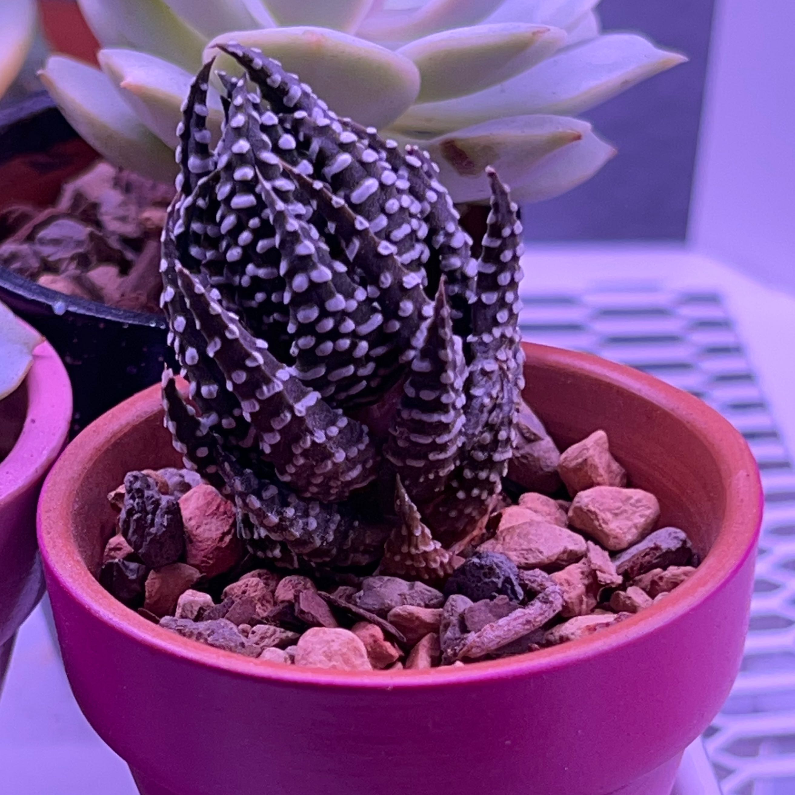 Haworthiopsis coarctata plant in a small pot with rocky soil, appearing healthy.