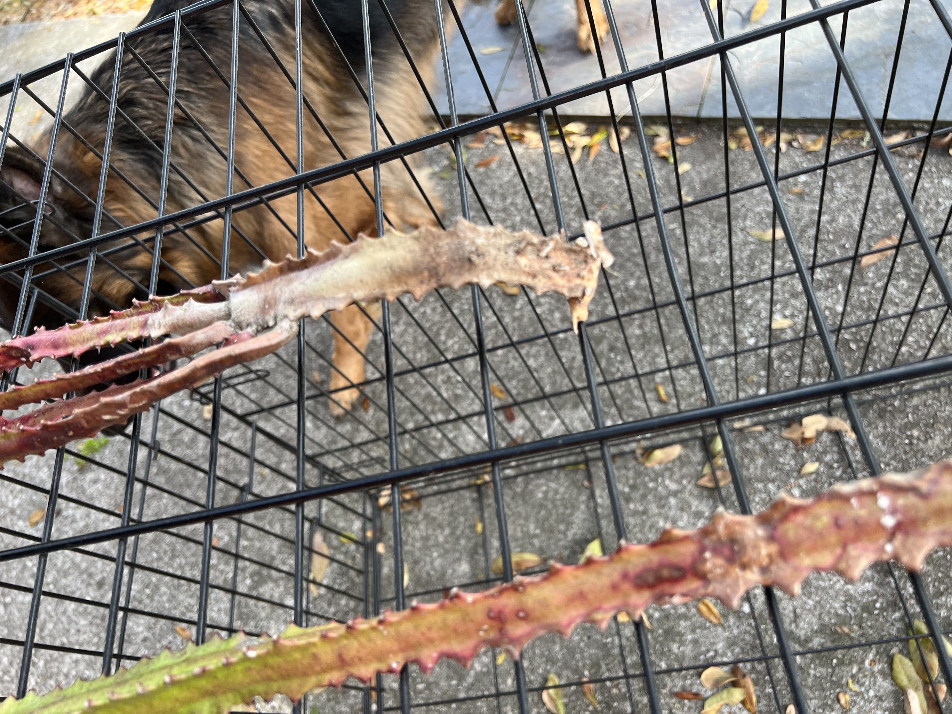Is my African milk bush root healthy?