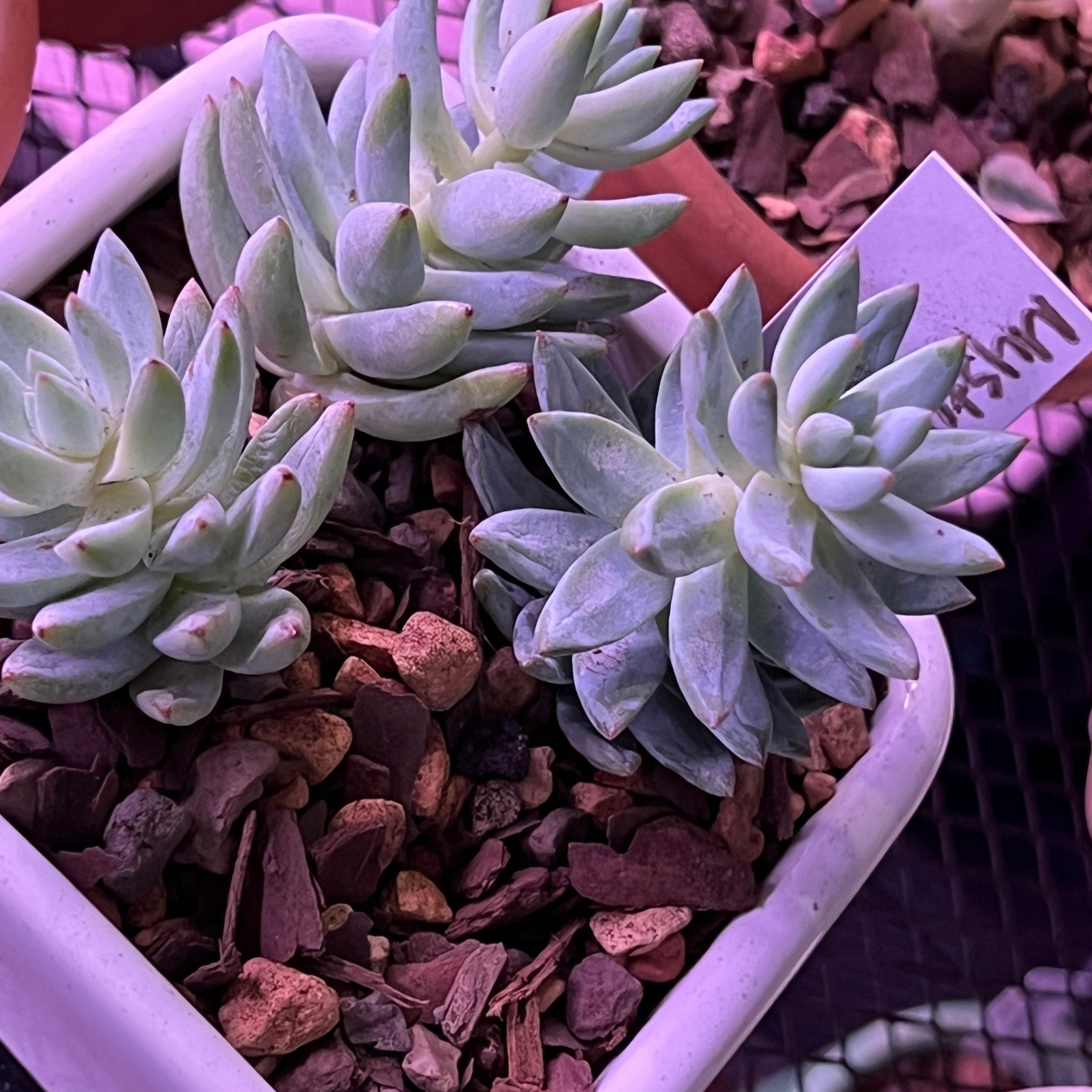 Pale Stonecrop succulent in a white pot with well-draining soil, appearing healthy.