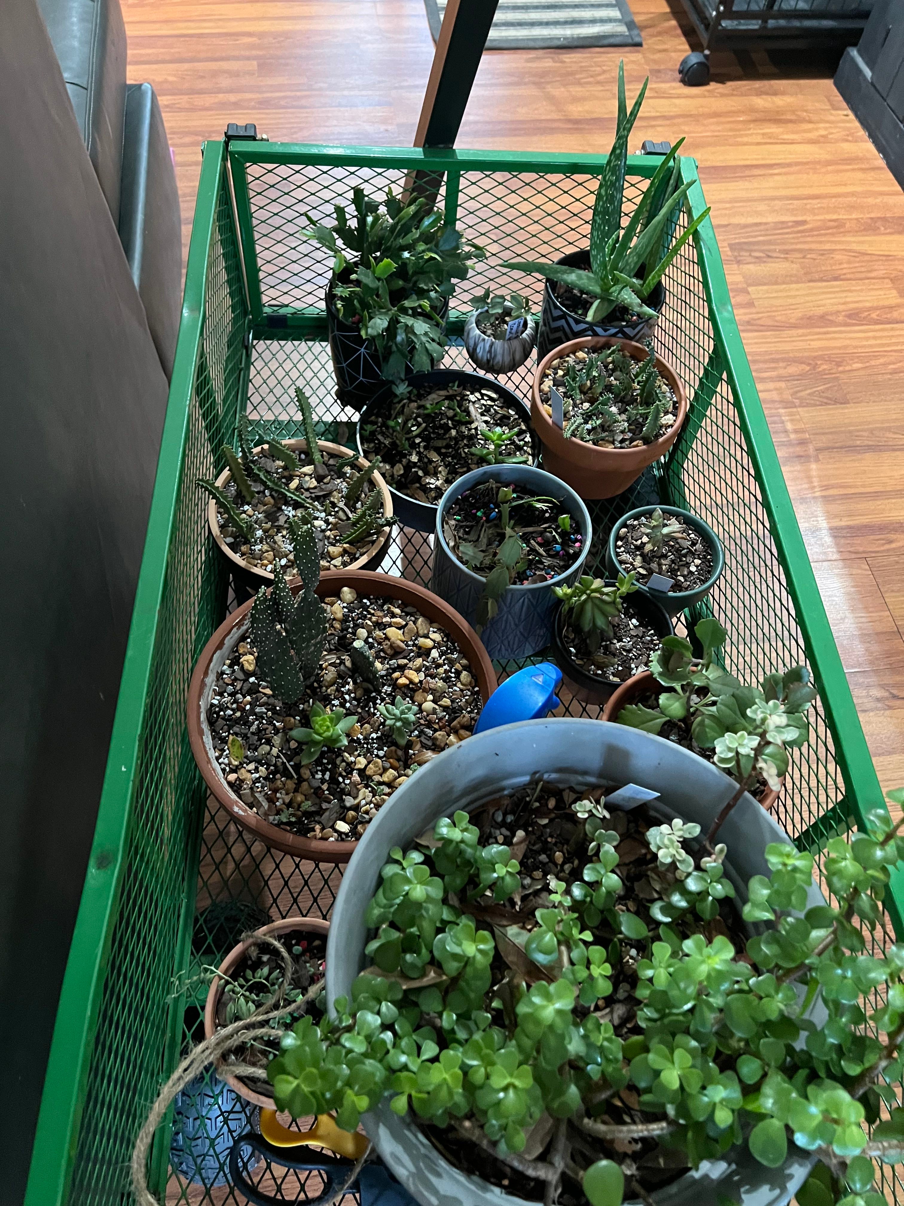 Road Kill Cactus Plant Care Water, Light, Nutrients Greg App 🌱