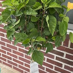 Photo of the plant species Braided Hibiscus by @WellknownNeslia named Baesil on Greg, the plant care app