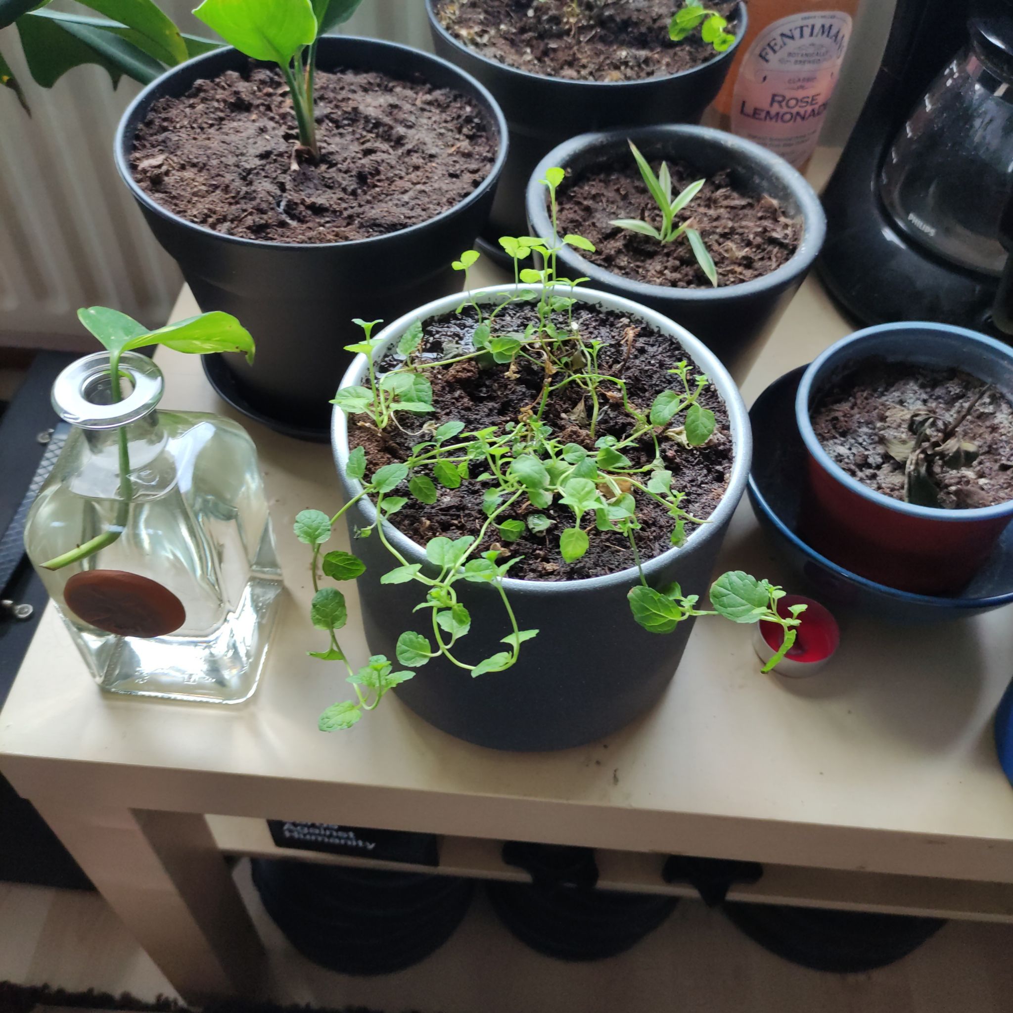 Potted Mint plant on a table among other potted plants, showing some healthy green leaves and sparse growth.