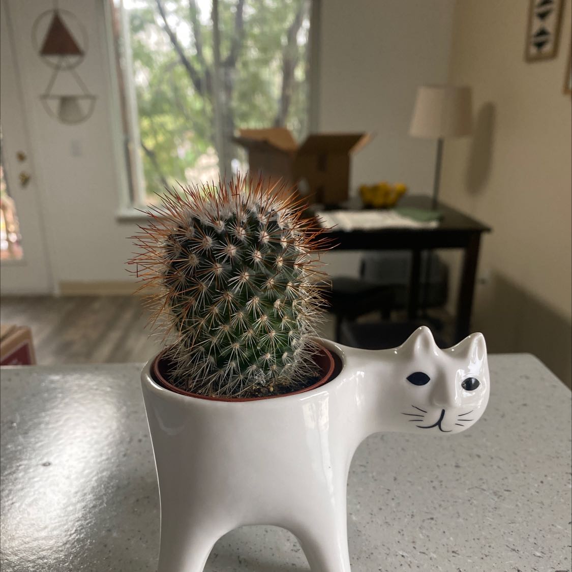 Mammillaria Melanocentra cactus in a cat-shaped pot on a table indoors.