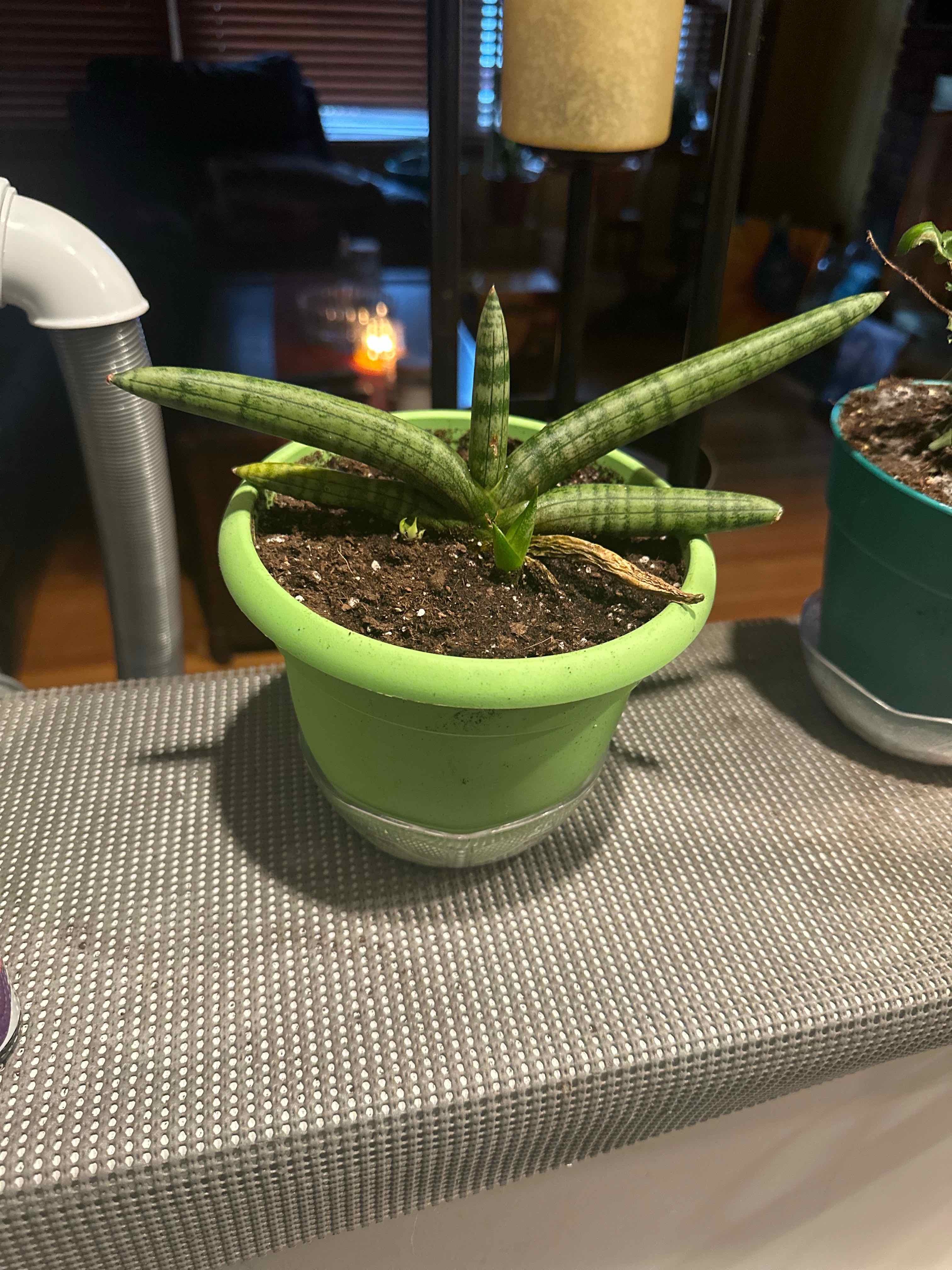 Variegated Starfish Snakeplant in a green pot with visible soil, well-framed and in focus.