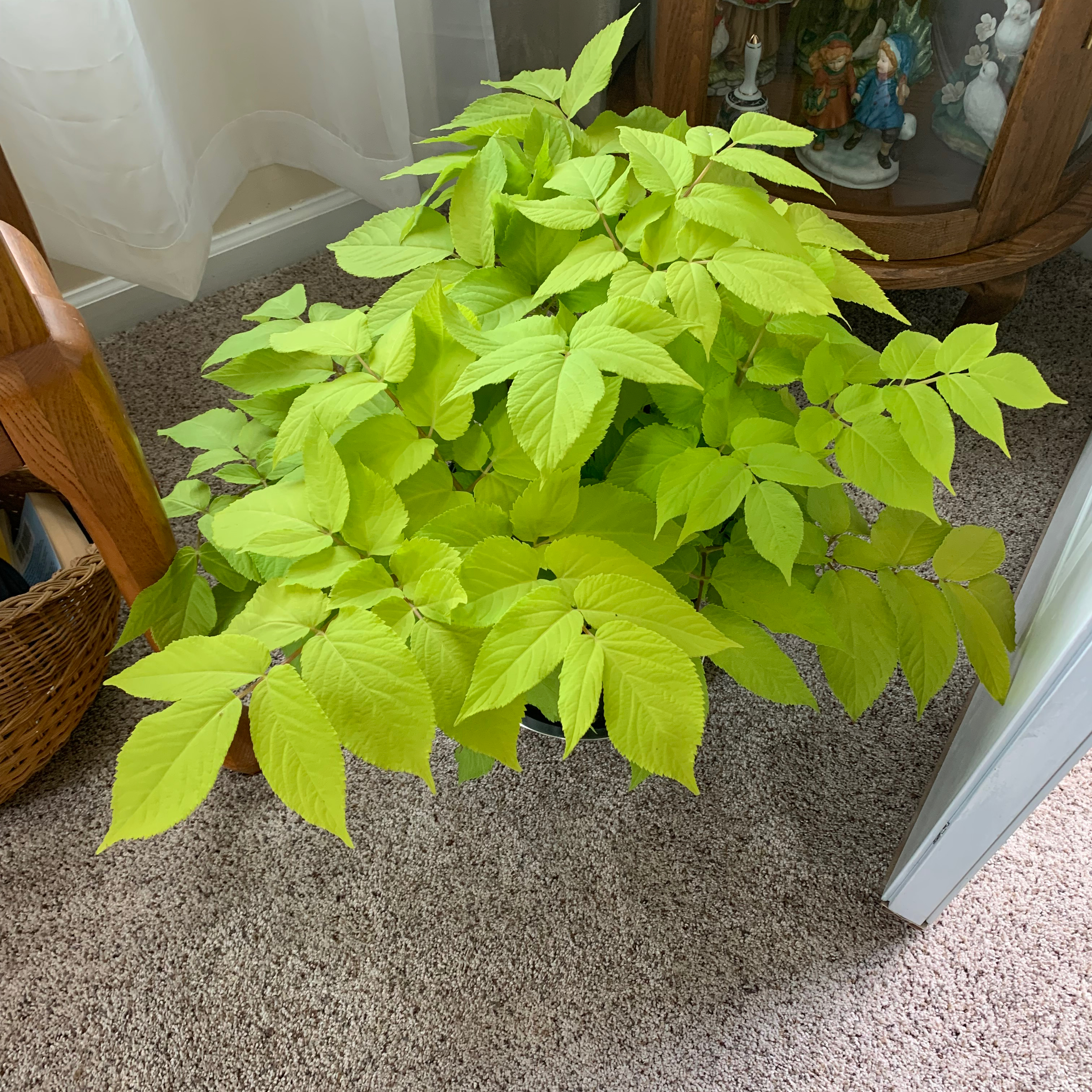 Your plant