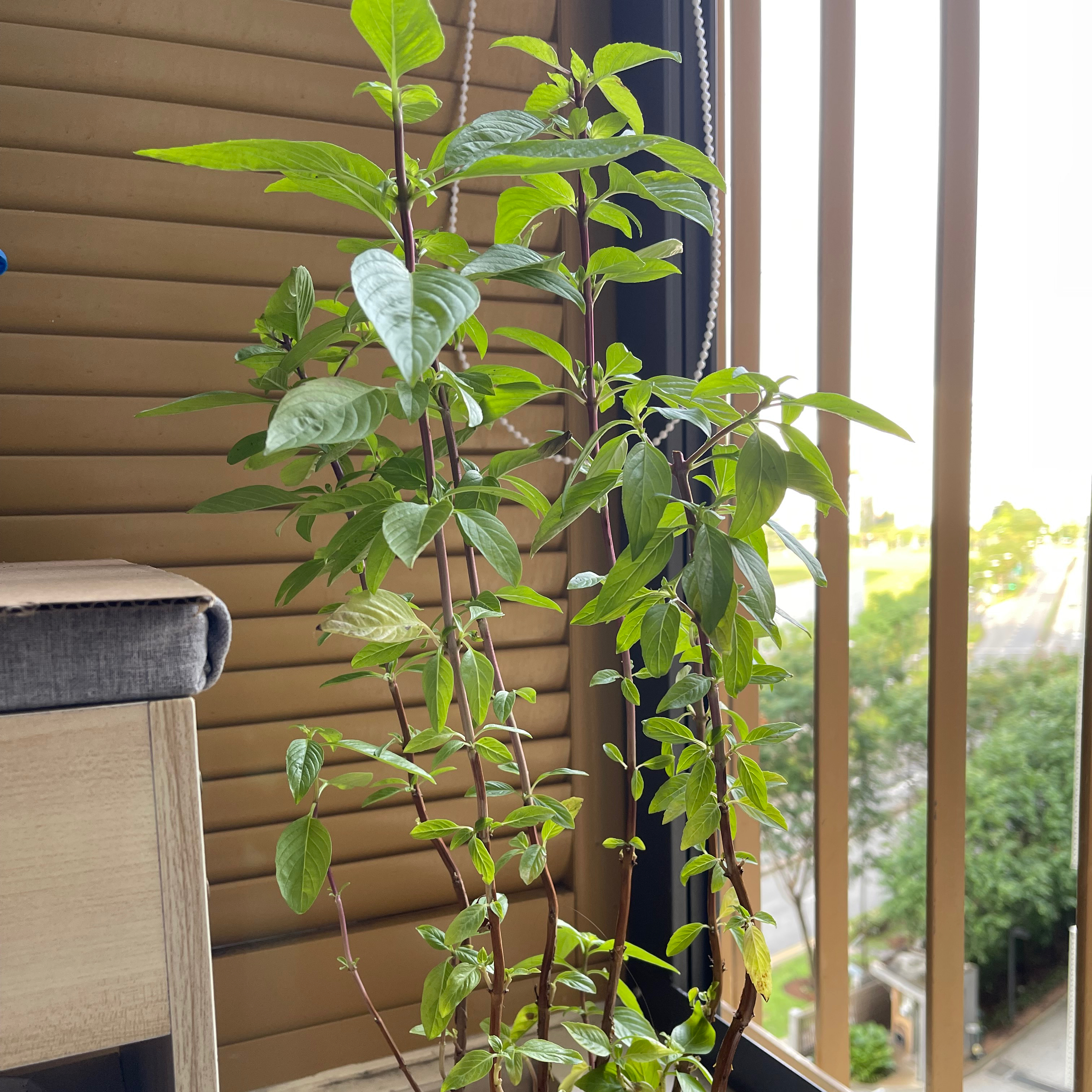 Mother Thai Basil