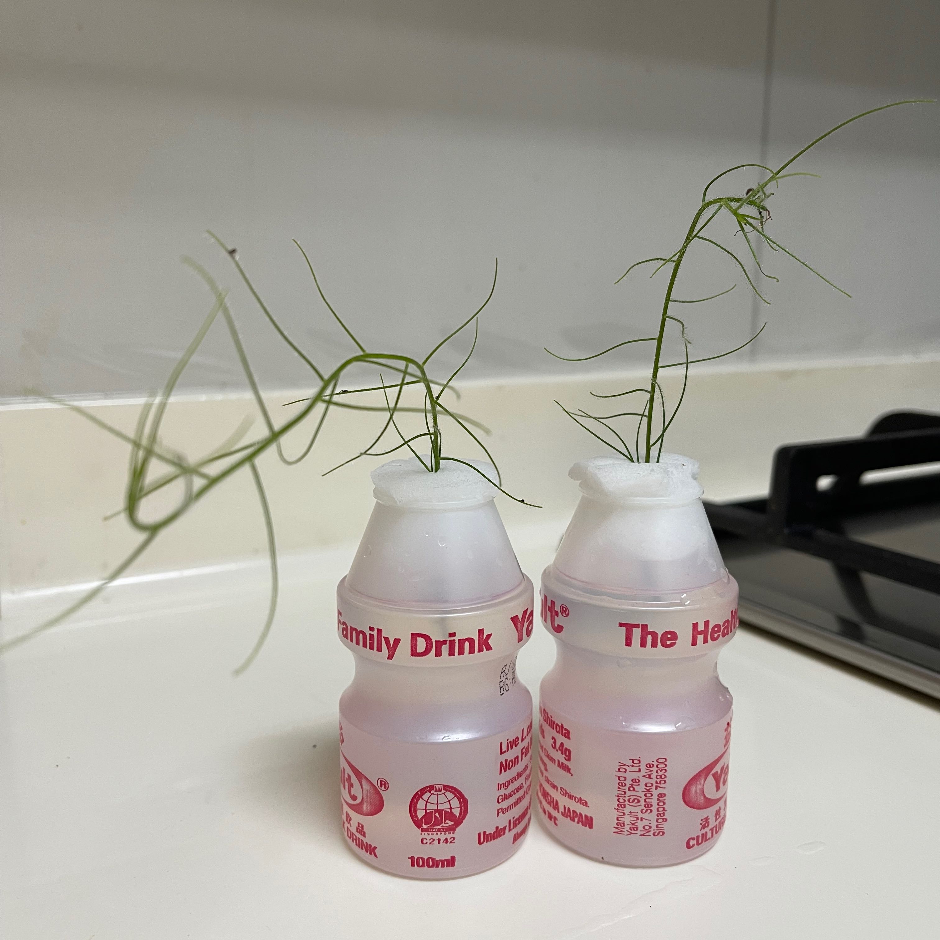 Photo of the plant species Rainbow Plant by @Cashmeres named Byblis on Greg, the plant care app