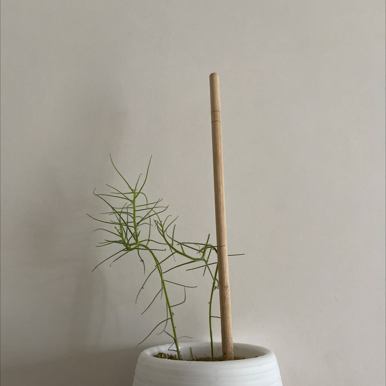 Photo of the plant species Rainbow Plant by @Cashmeres named Byblis on Greg, the plant care app