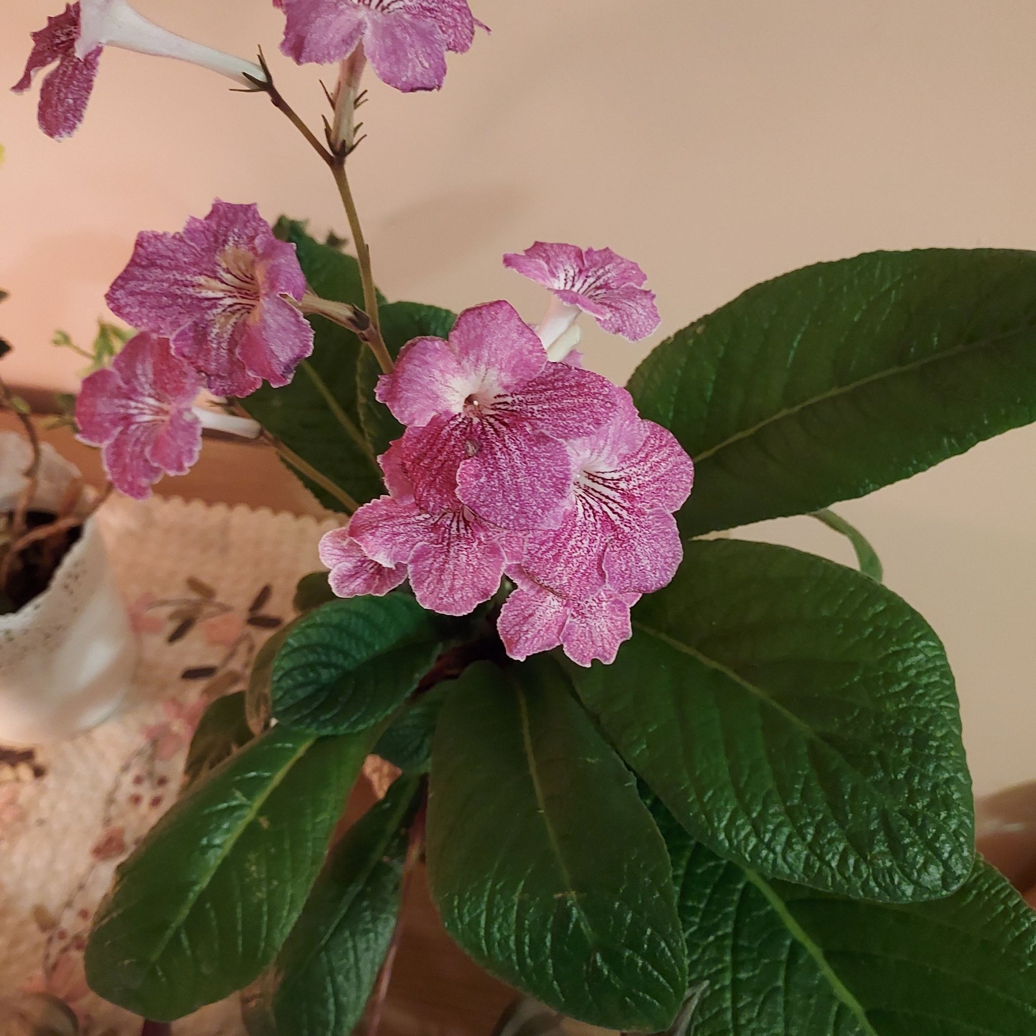 Cape Primrose plant with vibrant pink flowers and healthy green leaves.