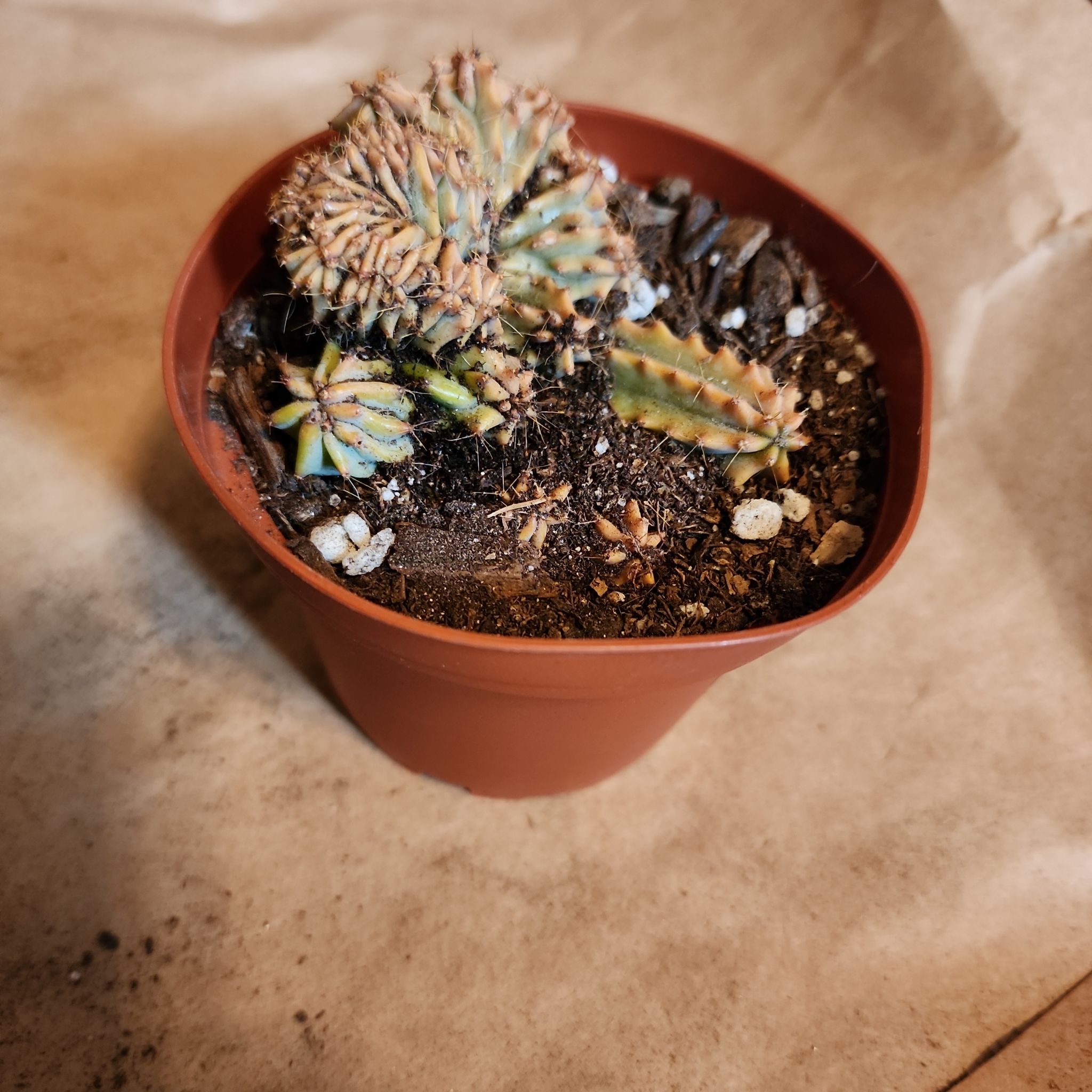 Crested Blue Flame succulent in a small pot with visible soil.