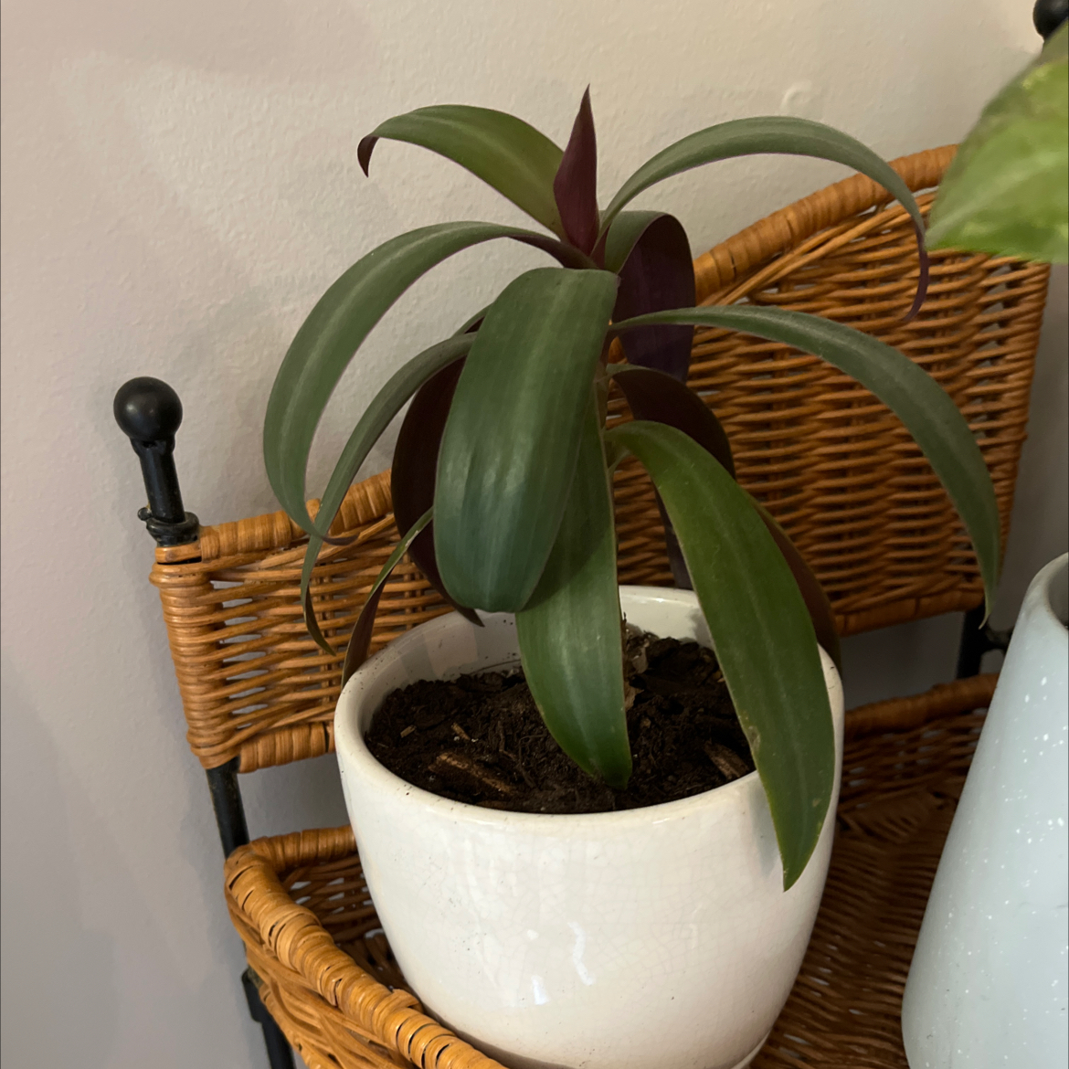 Photo of the plant species Rhoeo Oyster by @Teacherplantmom named Purple Rain on Greg, the plant care app