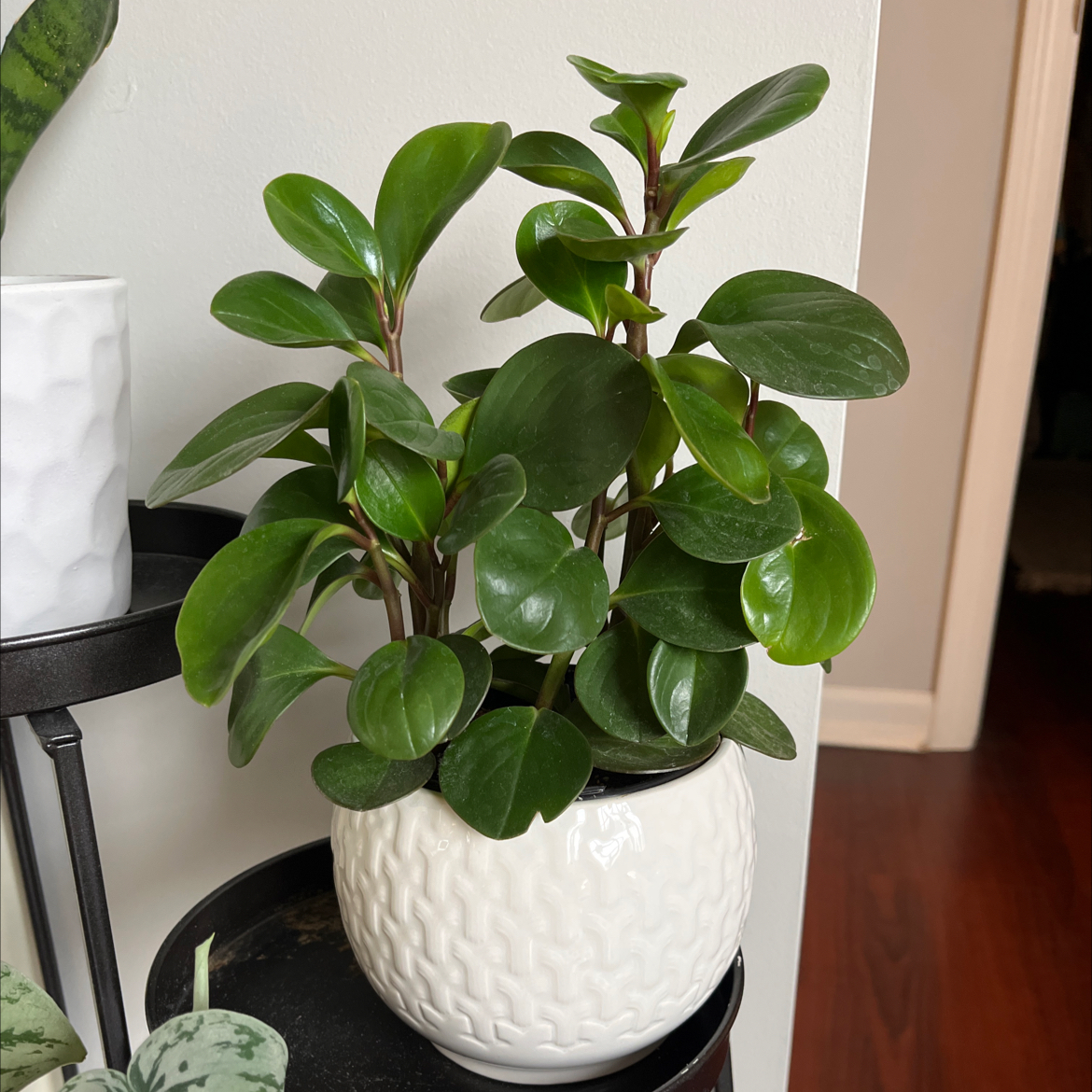 Healthy Peperomia Thailand plant in a white pot with green, glossy leaves.