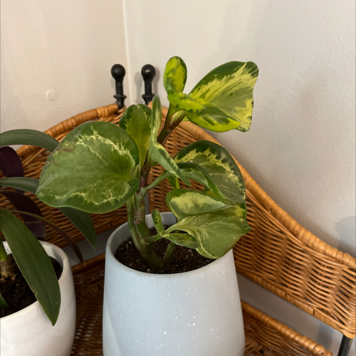 Golden Gate Peperomia plant in a white pot with variegated green and yellow leaves.