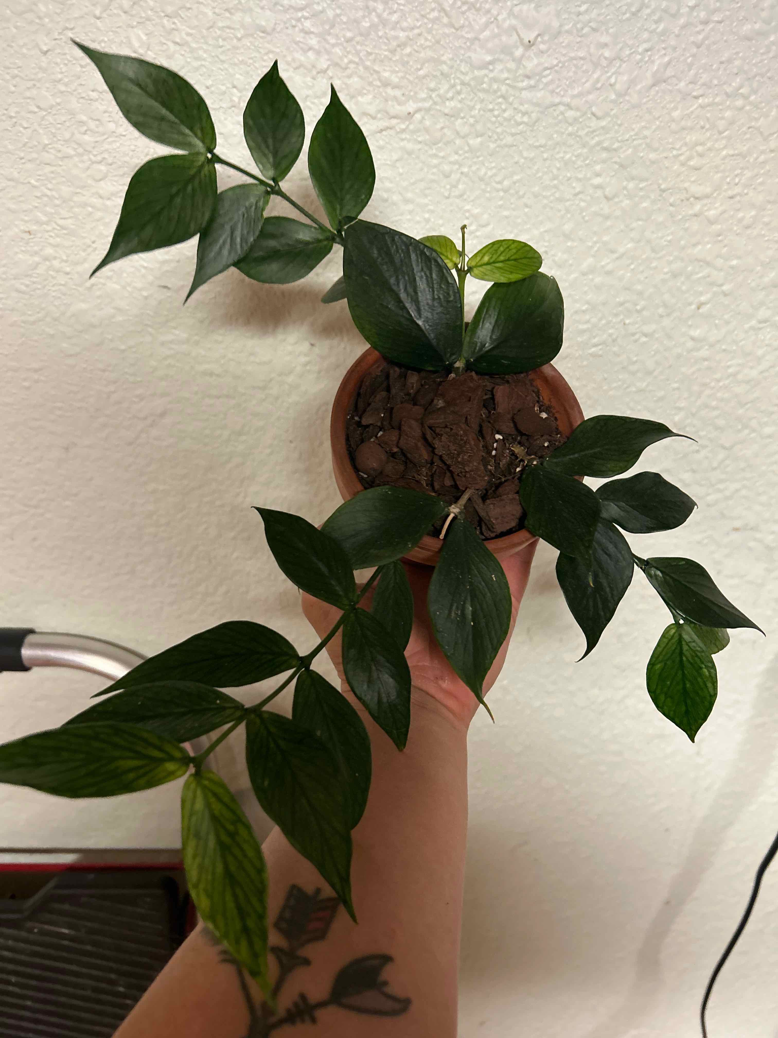Fishtail Hoya plant in a small pot held by a hand, with visible soil and healthy green leaves.