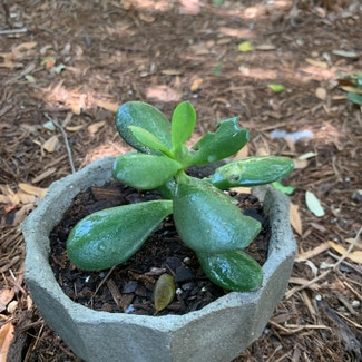 Jade plant in Round Rock, Texas