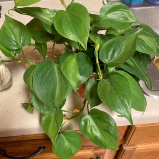 Heartleaf Philodendron plant in Round Rock, Texas