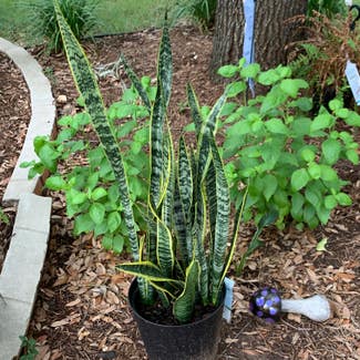 Snake Plant plant in Round Rock, Texas