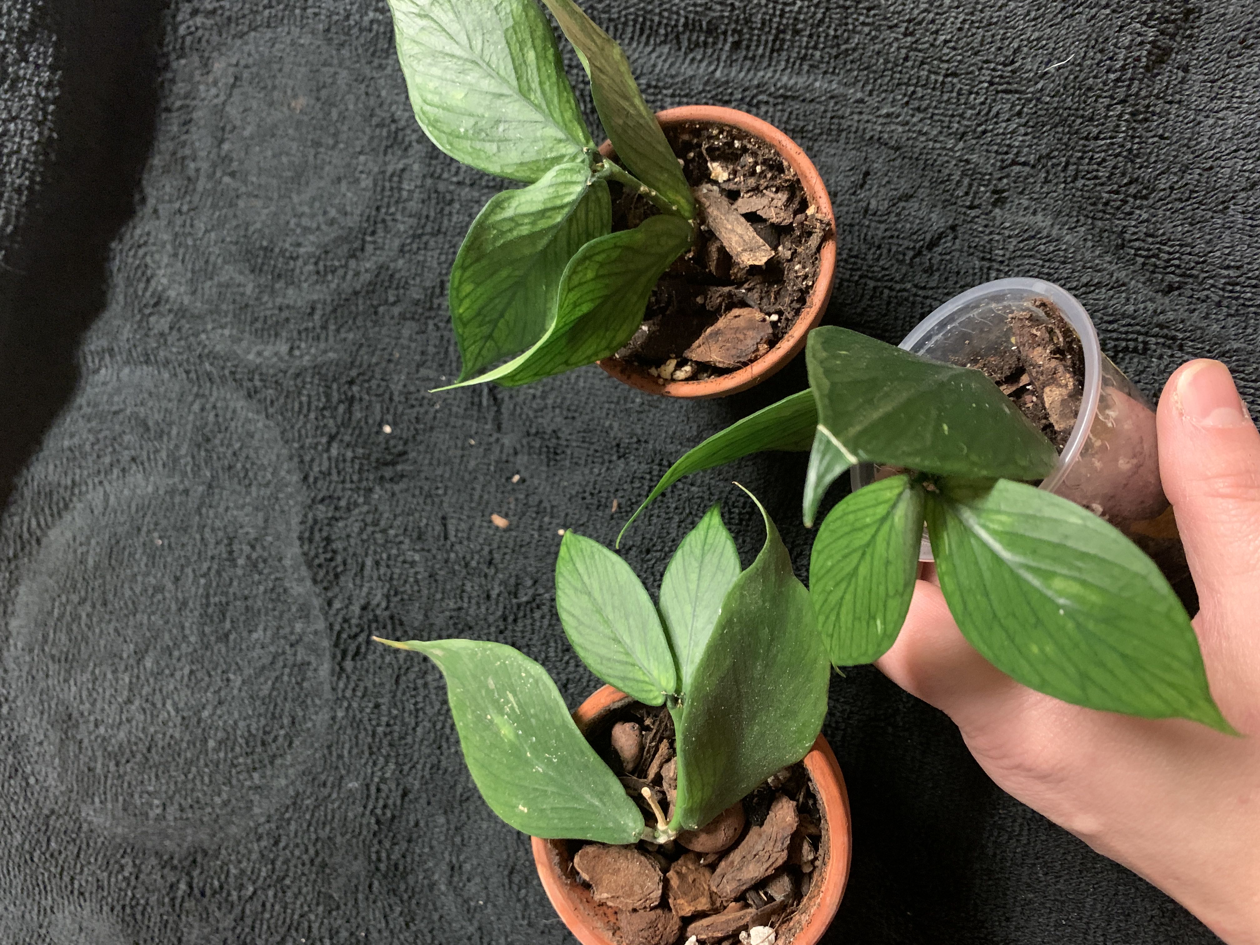 Photo from the post