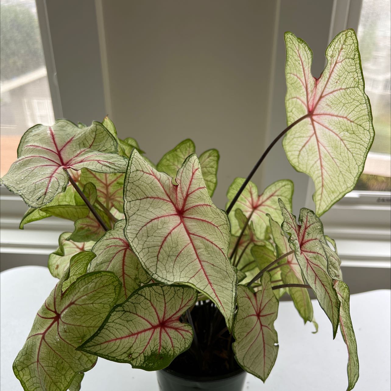 Photo of the plant species Heart of Jesus by @Xenostar named Zion on Greg, the plant care app