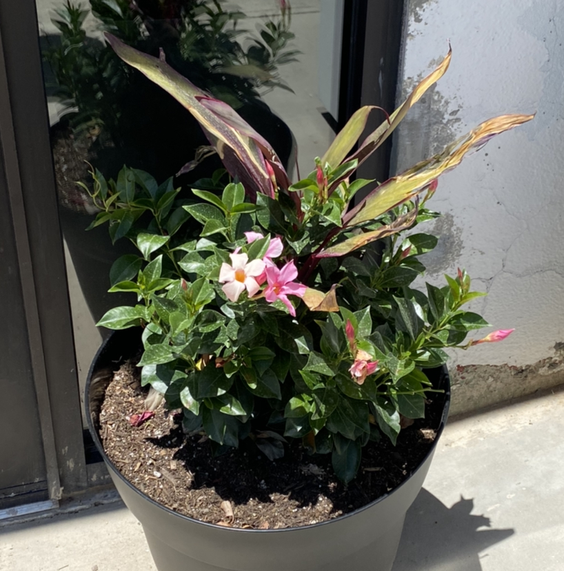 Potted Brazilian Jasmine with green leaves and pink flowers, some browning at leaf tips.
