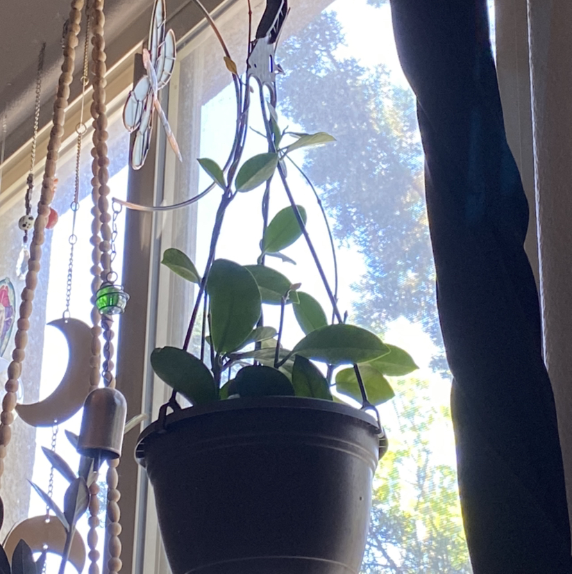 Healthy waxplant with thick, waxy green leaves hanging in a sunny window, trailing several vines from a white planter.