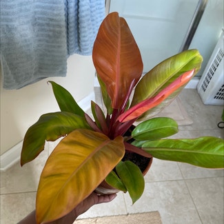 Blushing Philodendron plant in Hudson, Florida