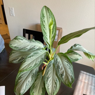Chinese Evergreen plant in Hudson, Florida
