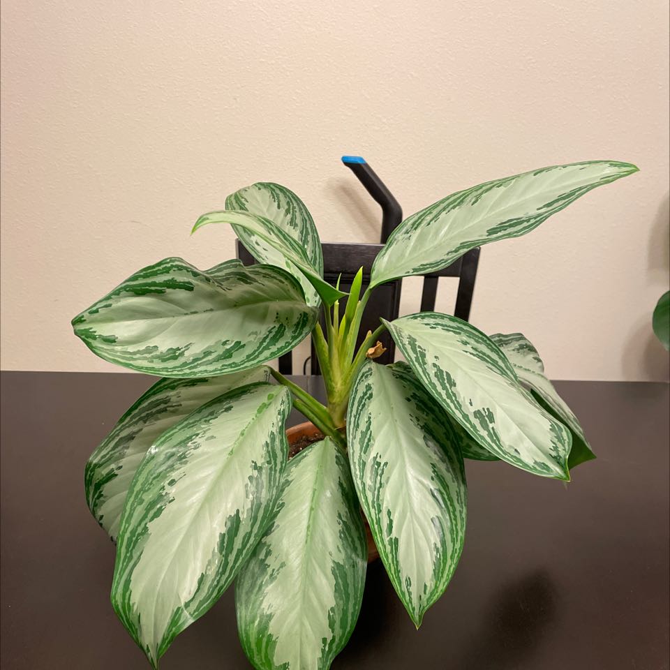 Photo of the plant species Chinese Evergreen by @AlluringMiro named Marilyn on Greg, the plant care app