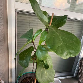 Fiddle Leaf Fig plant in Hudson, Florida