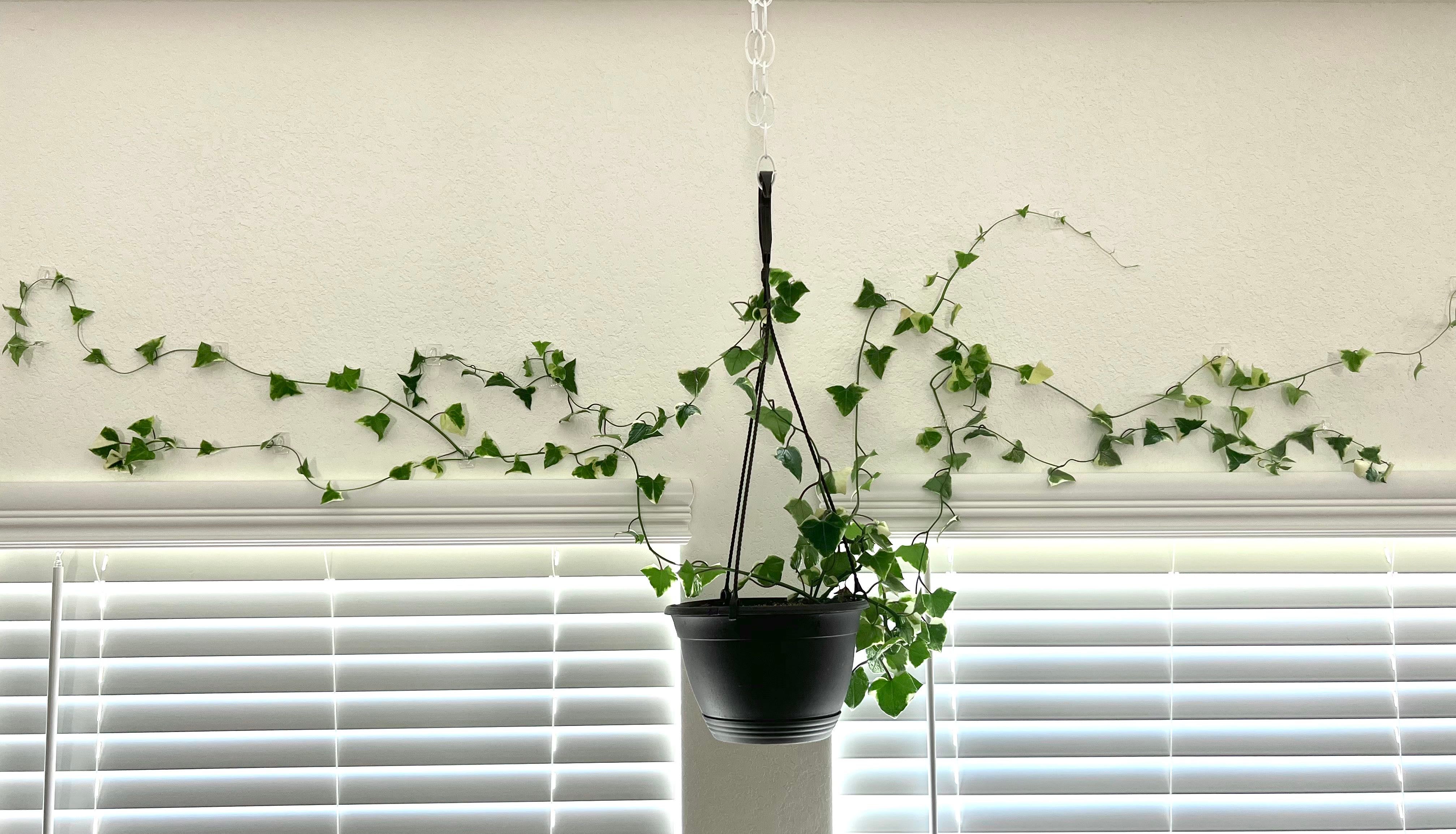 The Complete Variegated Wax Ivy Plant Care Guide Water, Light & Beyond