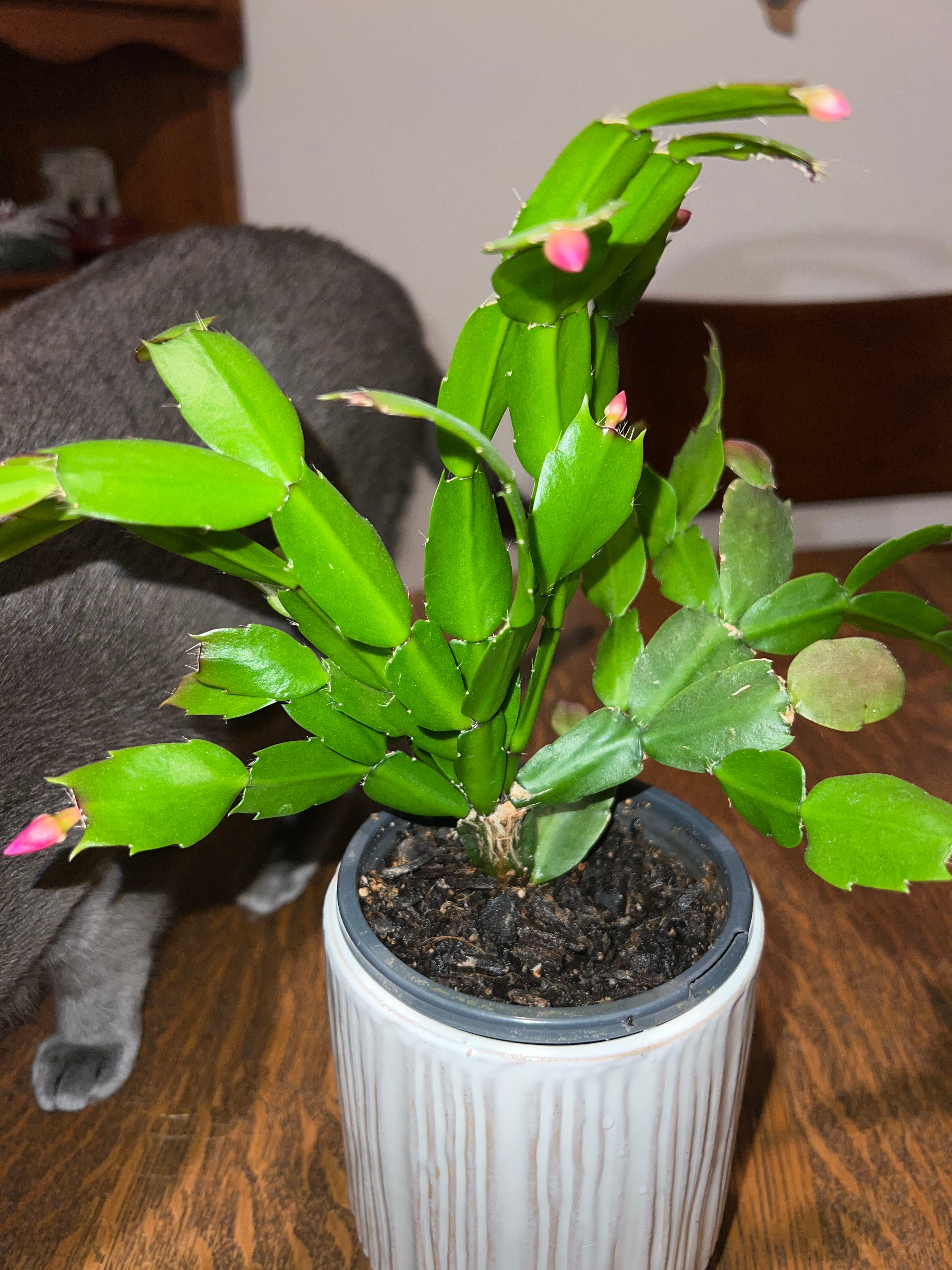 Keep Your False Christmas Cactus Alive Light, Water & Care Instructions