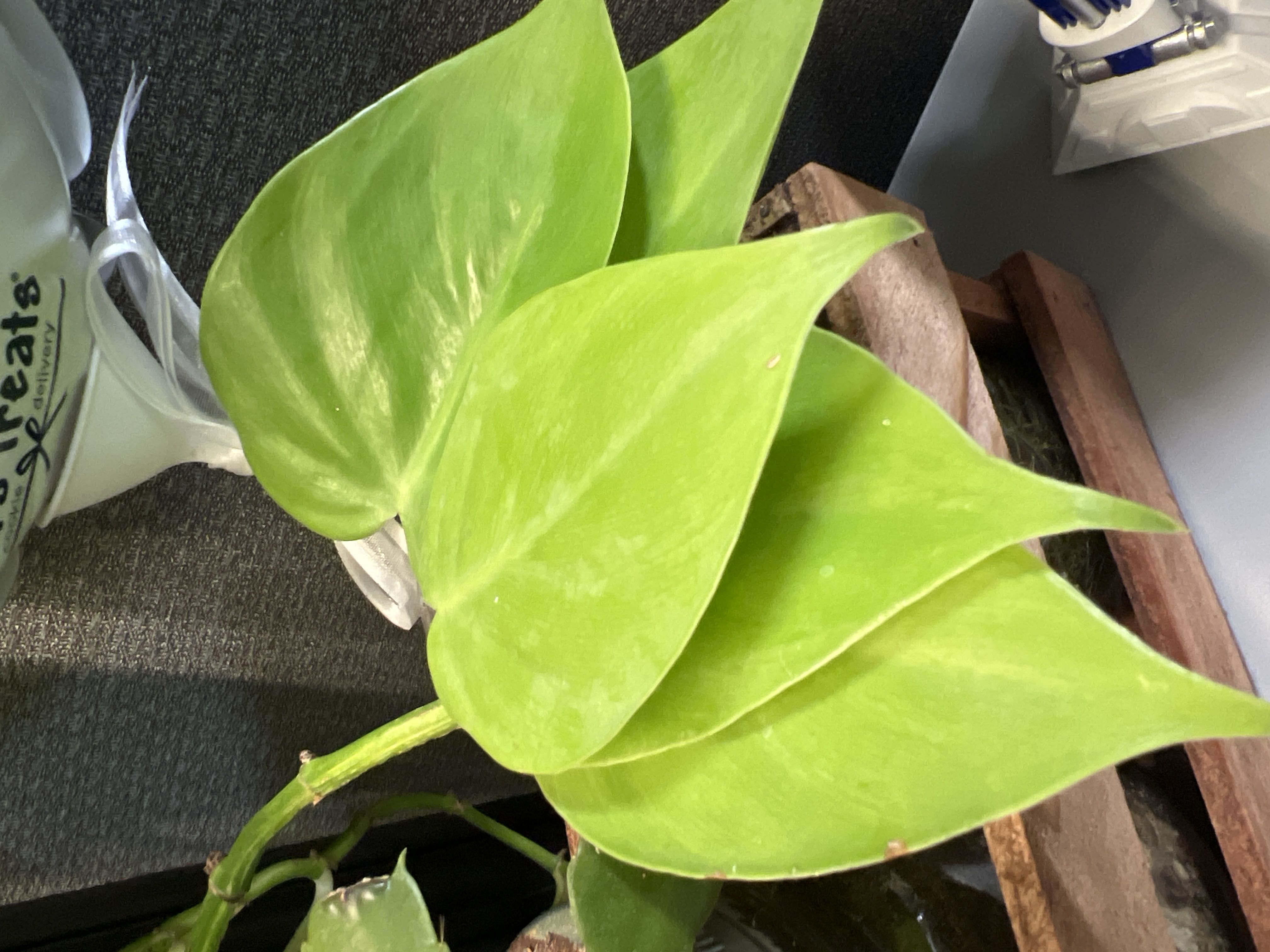 Photo from the post