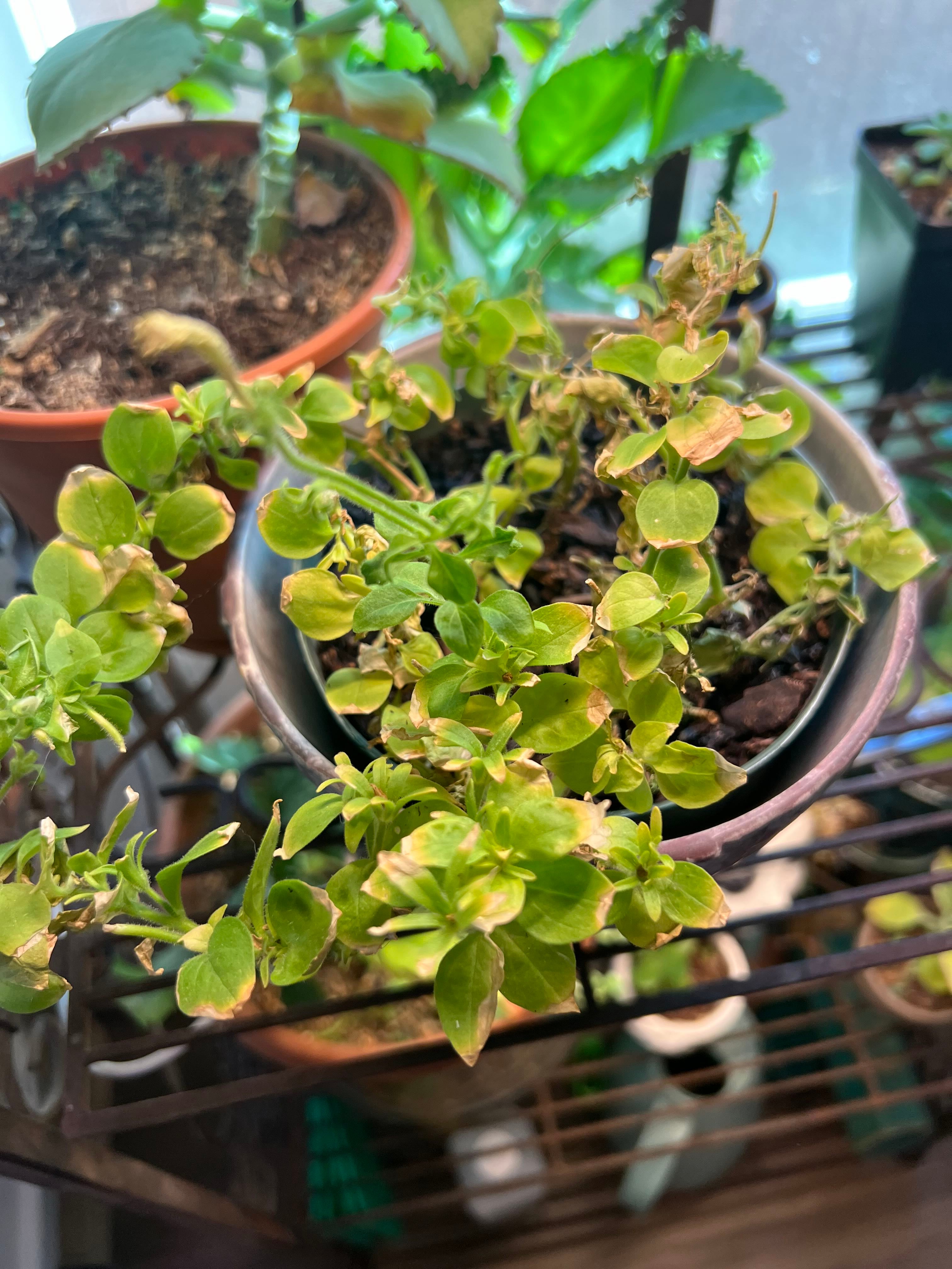 Best Pot for Petunia 'Easy Wave Lavender Sky Blue' 🌸