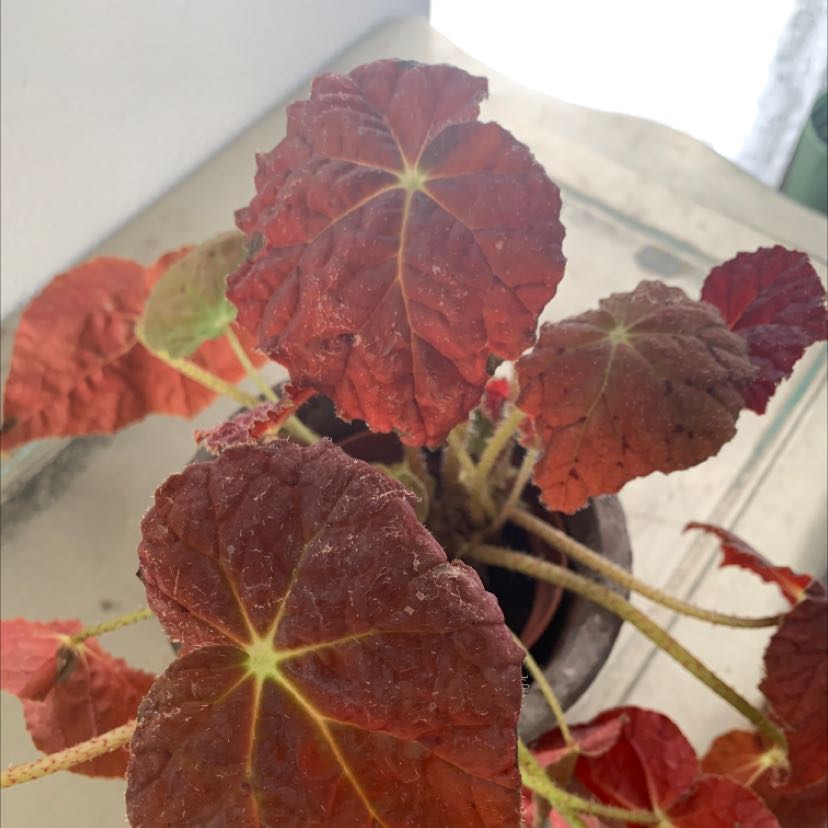 Begonia 'Benigo Pink' plant with reddish leaves, some browning visible.