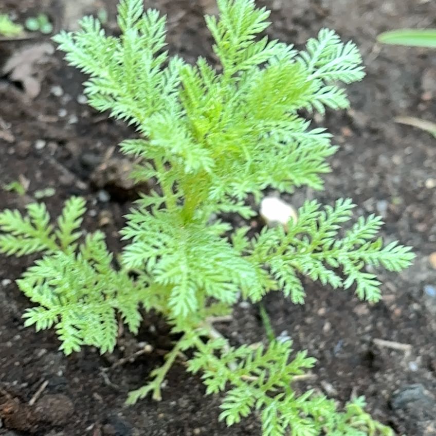 Photo of the plant species Herb Sophia by @GreatComet named da Vinci on Greg, the plant care app