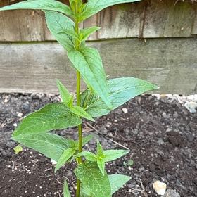 Photo of the plant species Fringed Willowherb by @GreatComet named Nemo on Greg, the plant care app