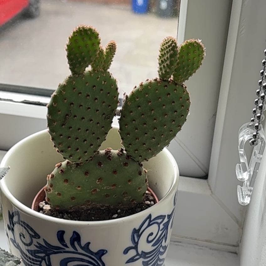 Photo of the plant species Opuntia Basilaris by @GreatComet named Captain Plant-it on Greg, the plant care app