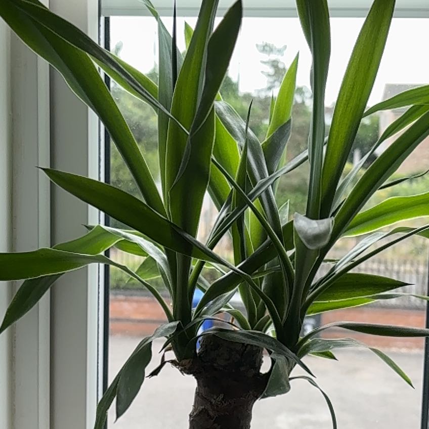 Photo of the plant species Yucca elephantipes 'Jewel' by @GreatComet named Apollo on Greg, the plant care app