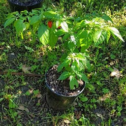 Habanero Pepper plant