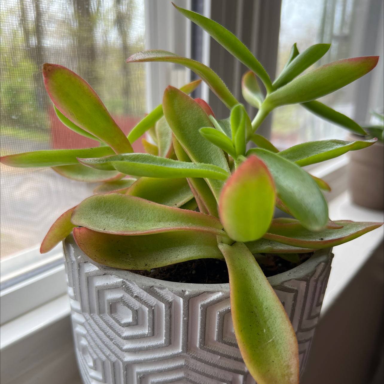 Photo of the plant species Crassula capitella 'Campfire' by @JoysomeBaibua named Navajo on Greg, the plant care app